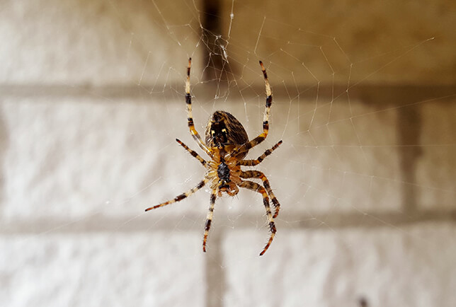 10 Most Common House Spiders - How to Identify a Dangerous Spider