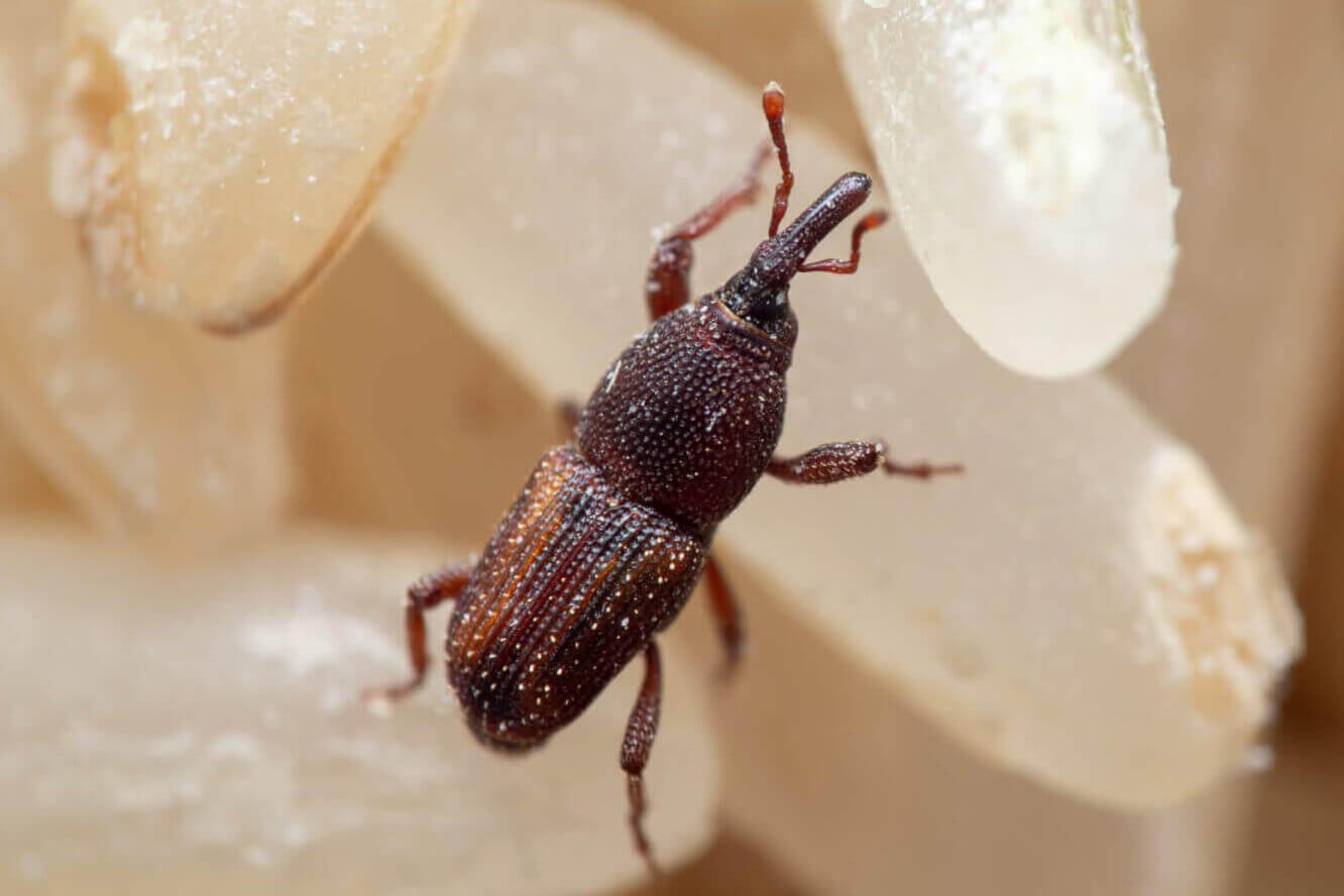 Rice Weevils Pest Control Services