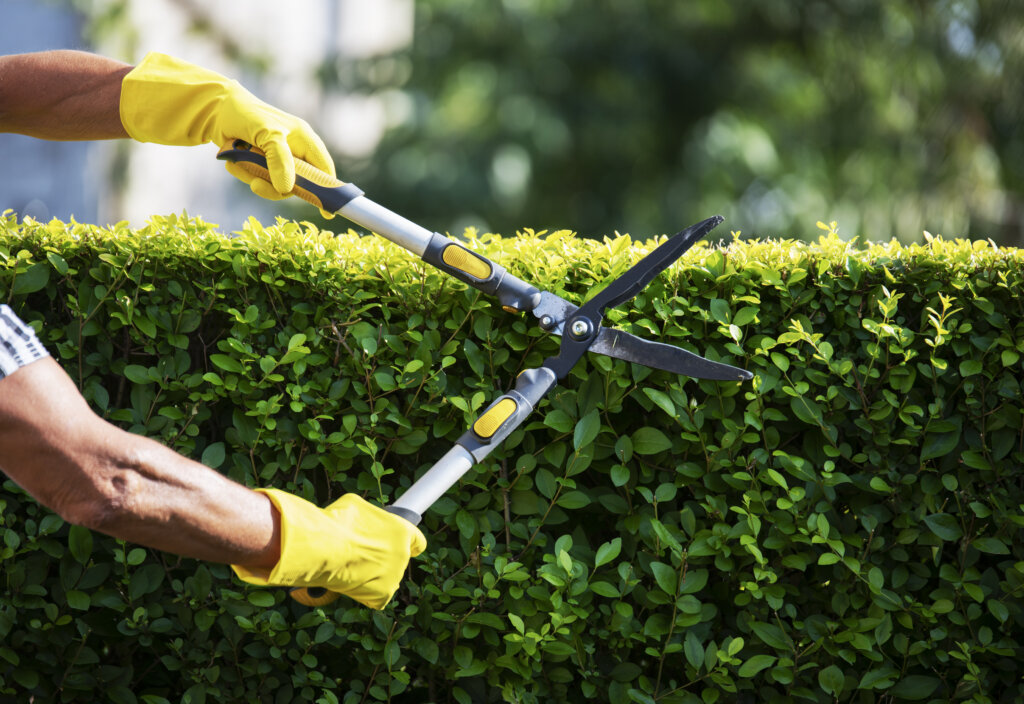 Close up of unrecognizable gardener hands Trimming Hedge In Garden