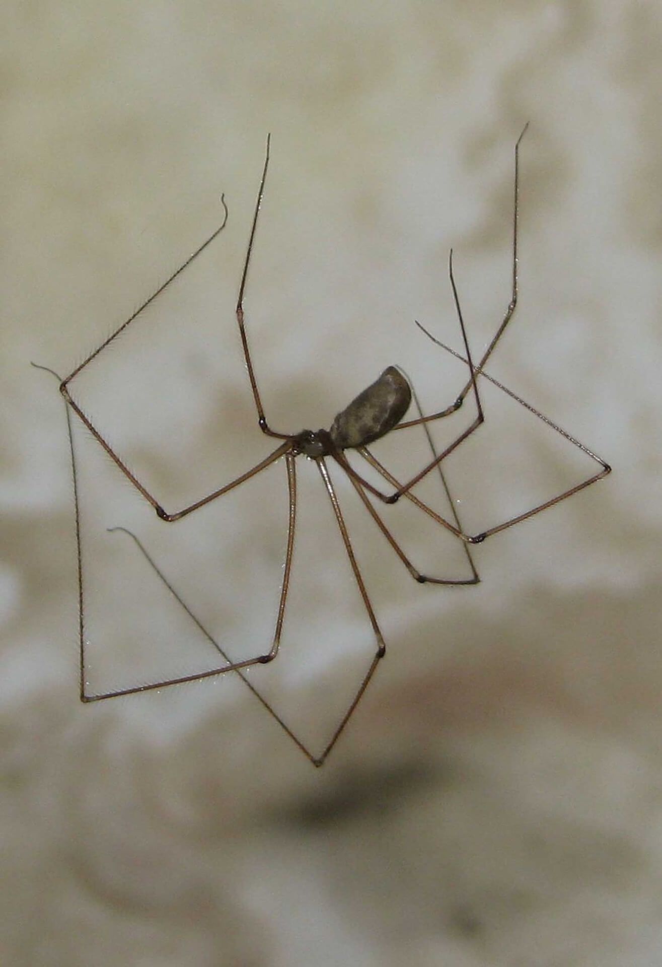 long body cellar spider up close