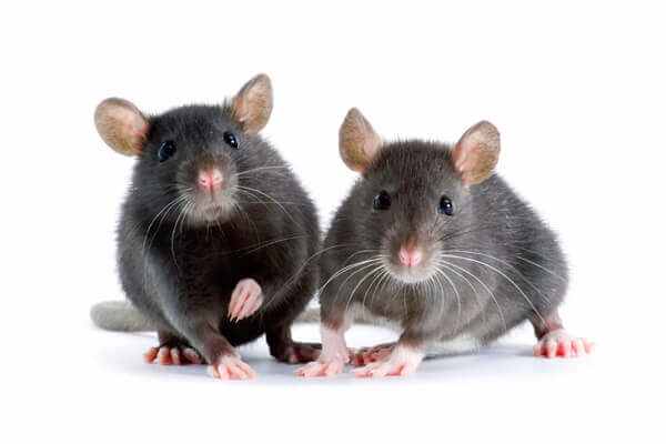 https://www.walthamservices.com/wp-content/uploads/house-mice.jpeg